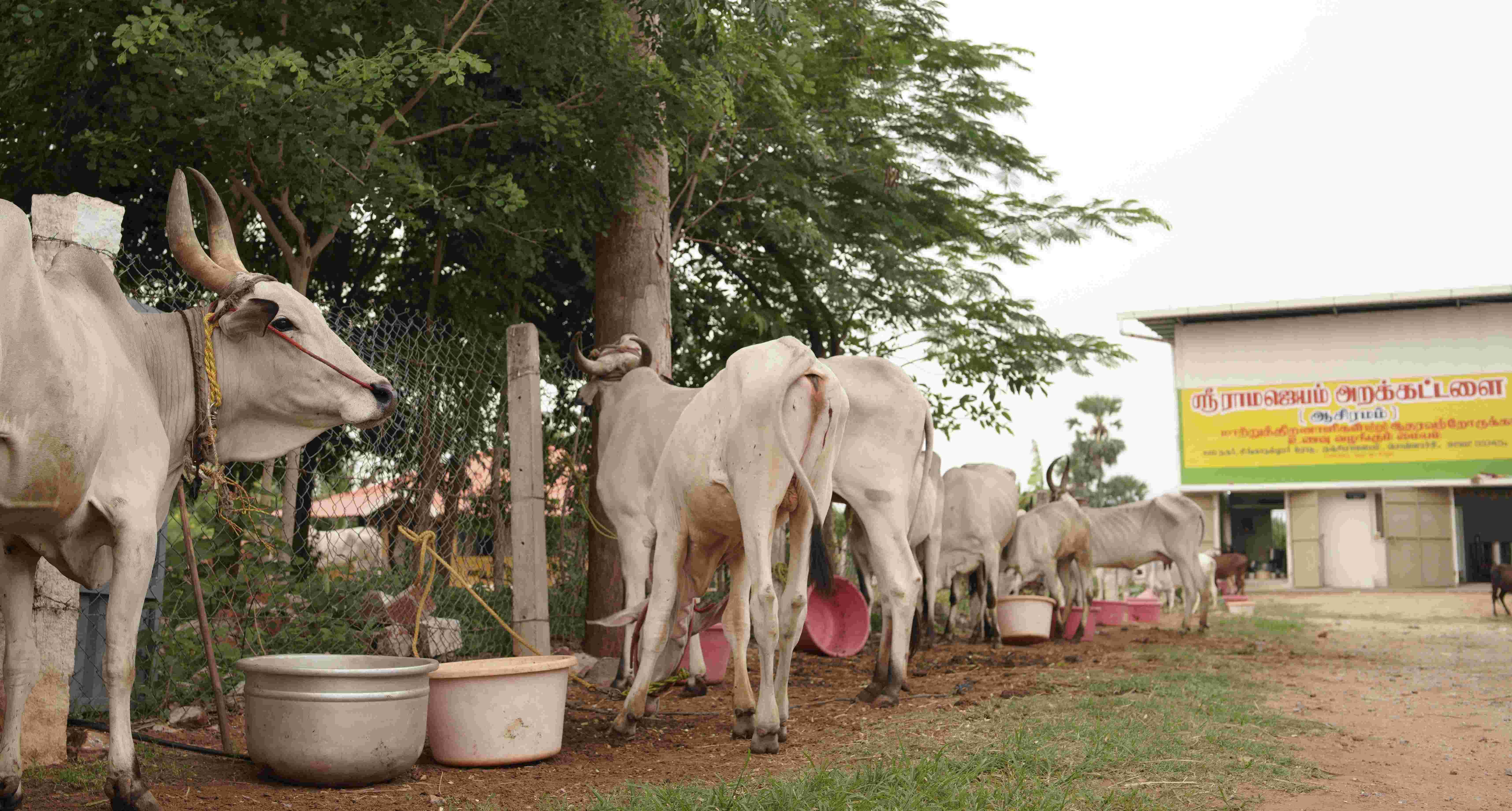 Indigenous Cow Farm