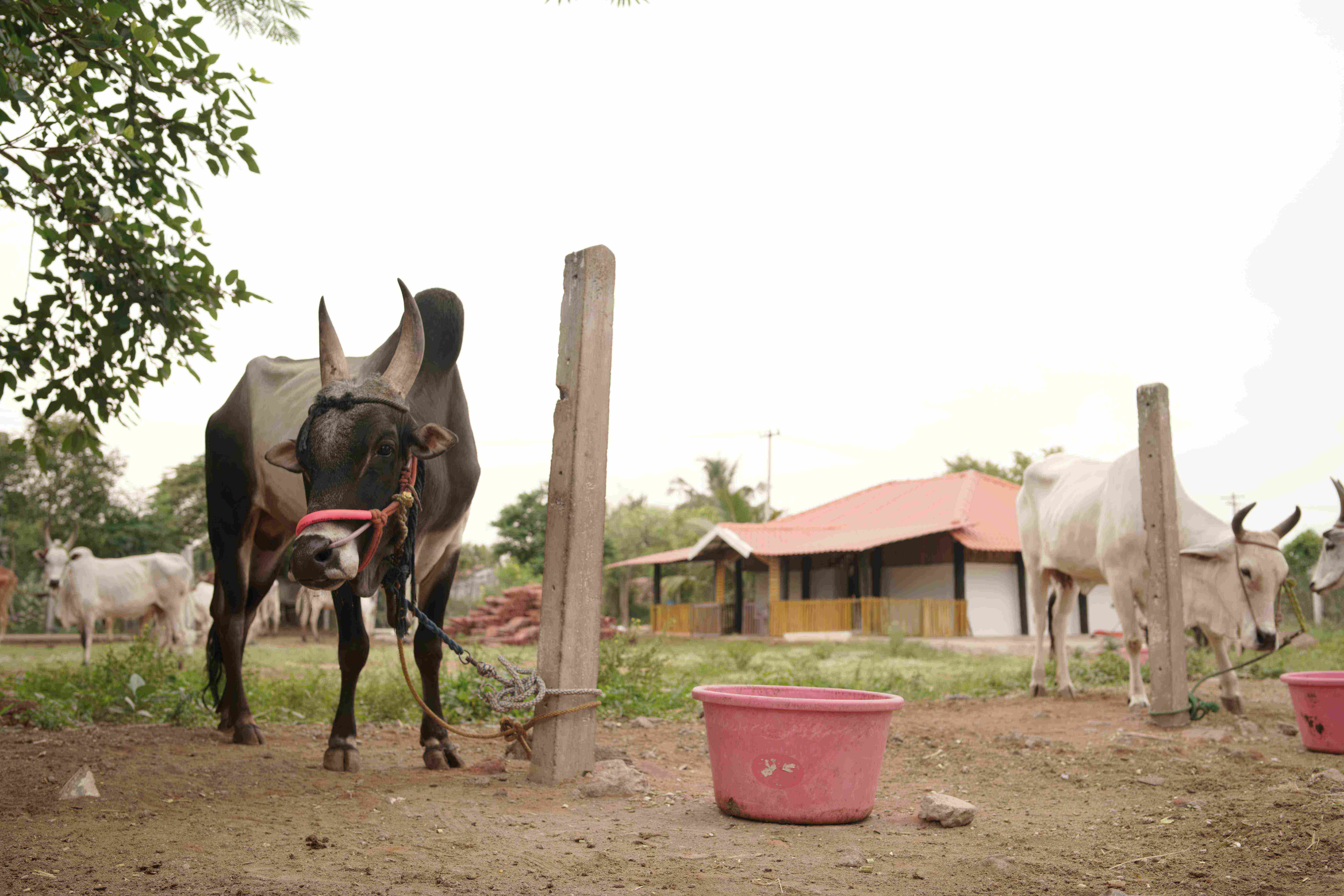 Sustainability & animal welfare